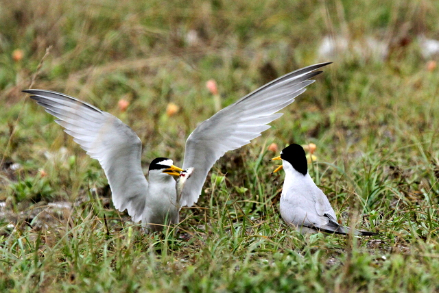 f:id:digibirds:20120625090730j:image f:id:digibirds:20120625090730j:image