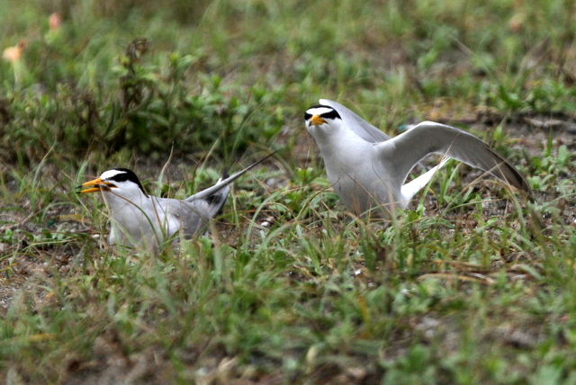 f:id:digibirds:20120625090731j:image f:id:digibirds:20120625090731j:image