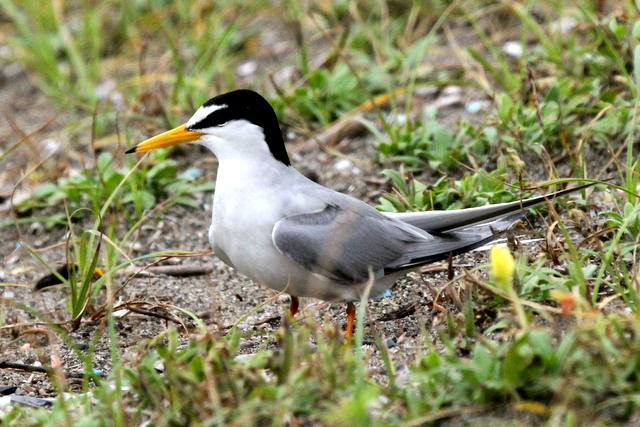 f:id:digibirds:20120625090732j:image f:id:digibirds:20120625090732j:image