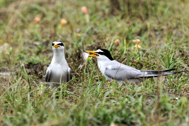 f:id:digibirds:20120626052548j:image f:id:digibirds:20120626052548j:image