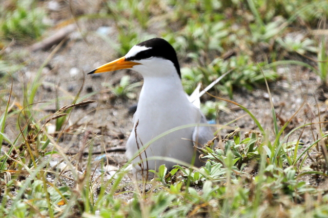 f:id:digibirds:20120626172756j:image
