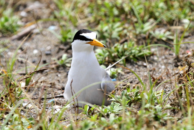 f:id:digibirds:20120626172757j:image