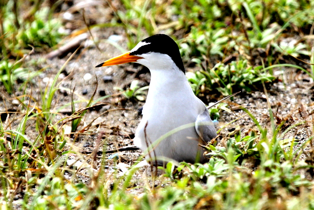 f:id:digibirds:20120626172758j:image