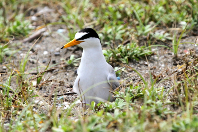 f:id:digibirds:20120626172759j:image