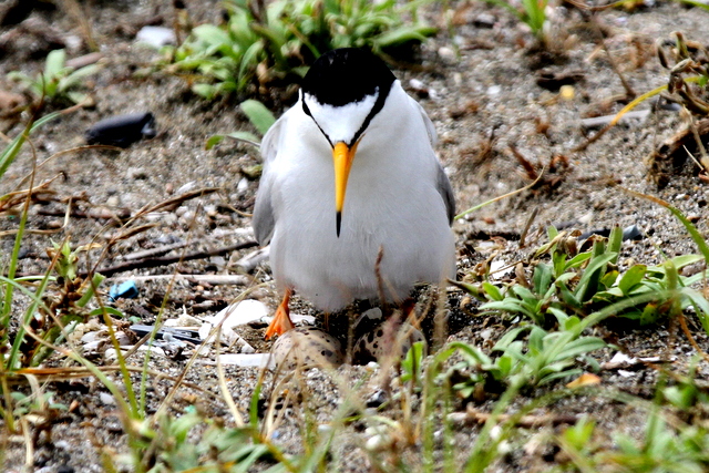 f:id:digibirds:20120626172800j:image