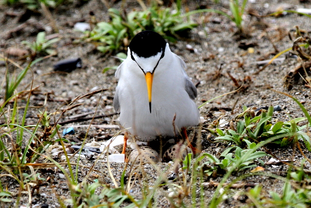 f:id:digibirds:20120626172801j:image
