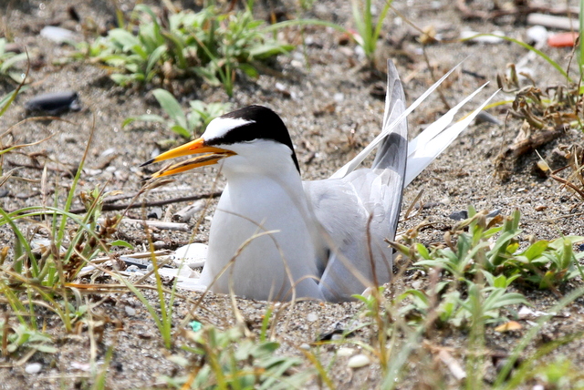 f:id:digibirds:20120627110202j:image