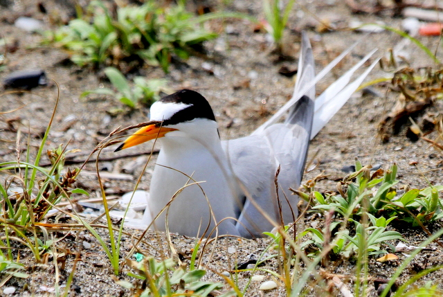 f:id:digibirds:20120627110203j:image