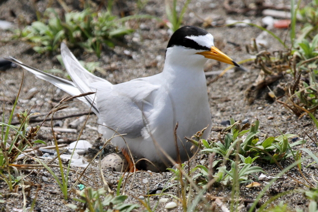 f:id:digibirds:20120627110204j:image
