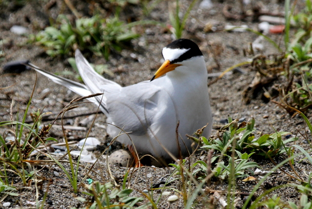 f:id:digibirds:20120627110205j:image