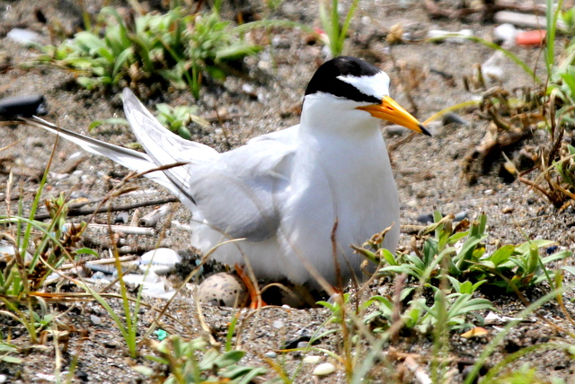 f:id:digibirds:20120627110207j:image