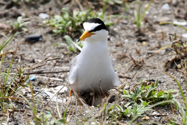 f:id:digibirds:20120627110209j:image