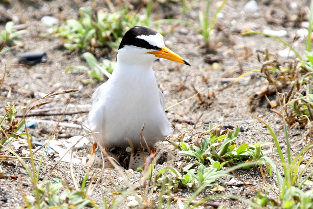 f:id:digibirds:20120627110213j:image