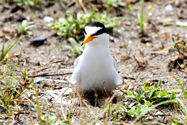 f:id:digibirds:20120627110214j:image
