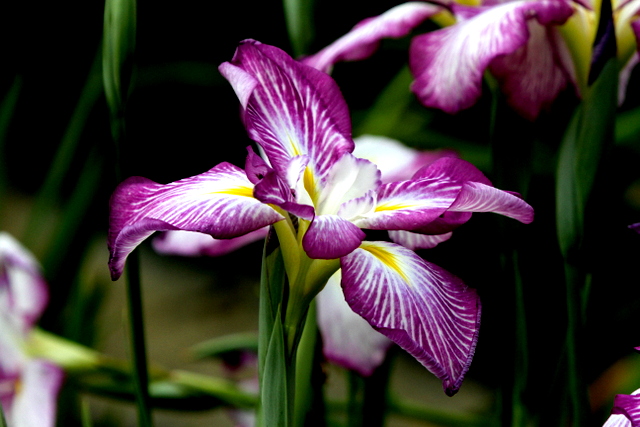 f:id:digibirds:20120629000306j:image