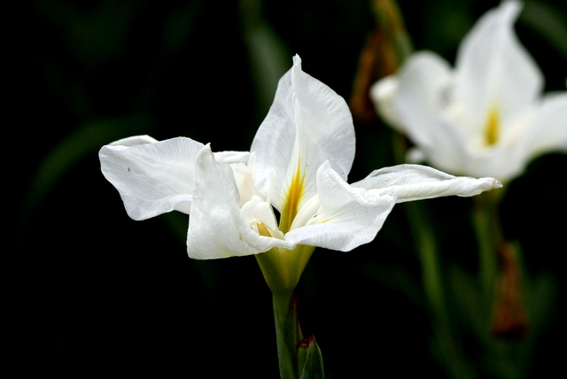 f:id:digibirds:20120629000307j:image