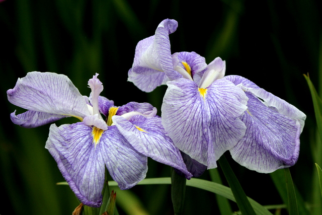 f:id:digibirds:20120629000309j:image