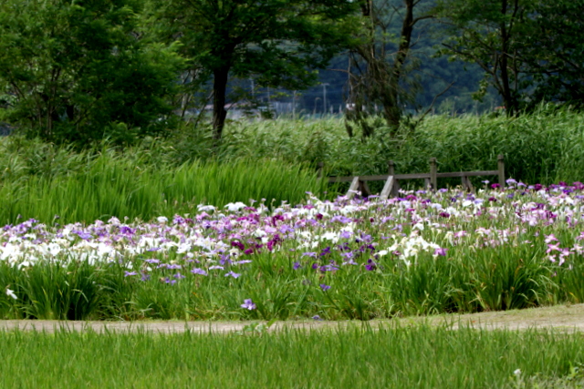 f:id:digibirds:20120629000311j:image