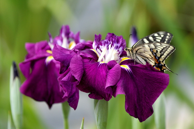 f:id:digibirds:20120630003735j:image