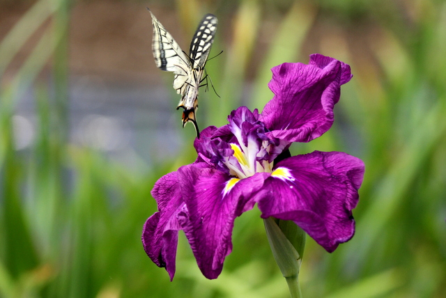 f:id:digibirds:20120630003741j:image