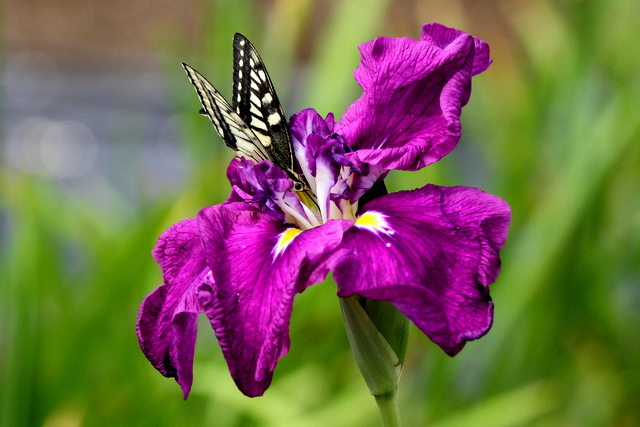 f:id:digibirds:20120630003742j:image