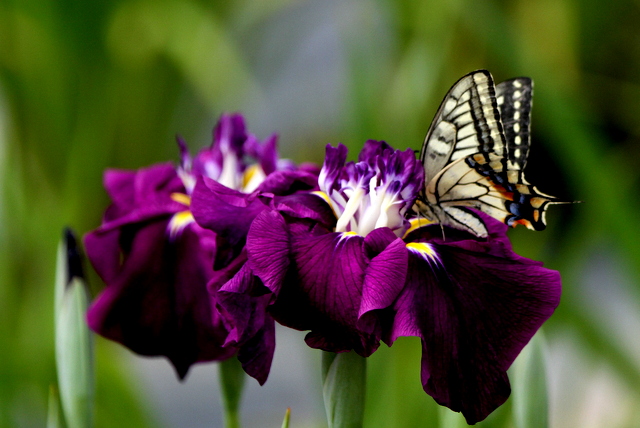 f:id:digibirds:20120630003743j:image
