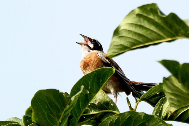 f:id:digibirds:20120804190108j:image