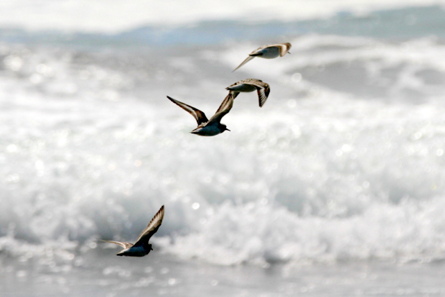 f:id:digibirds:20120825205457j:image