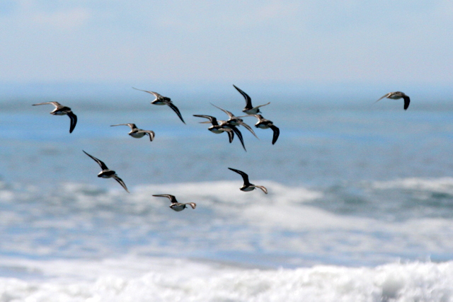 f:id:digibirds:20120825205458j:image