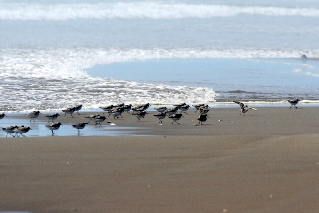 f:id:digibirds:20120825205500j:image