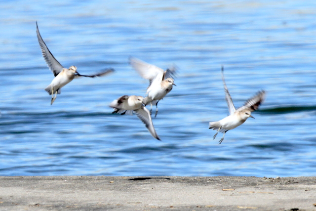 f:id:digibirds:20120825205501j:image