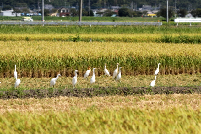 f:id:digibirds:20120830013325j:image f:id:digibirds:20120830013325j:image