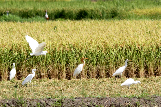 f:id:digibirds:20120830013327j:image f:id:digibirds:20120830013327j:image