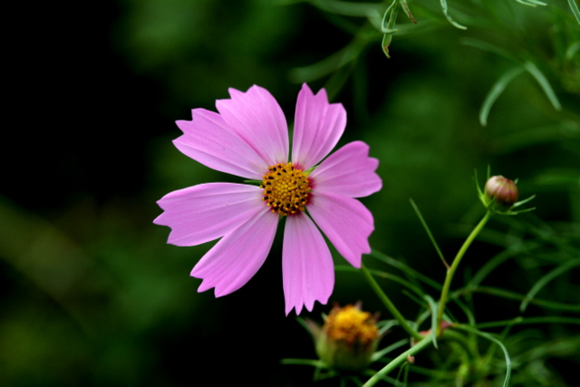 f:id:digibirds:20121005180209j:image