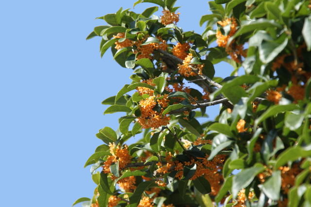 f:id:digibirds:20121024073610j:image