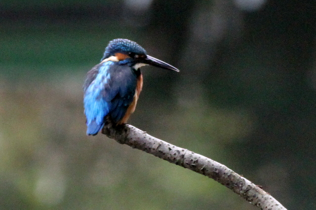 f:id:digibirds:20121025081317j:image