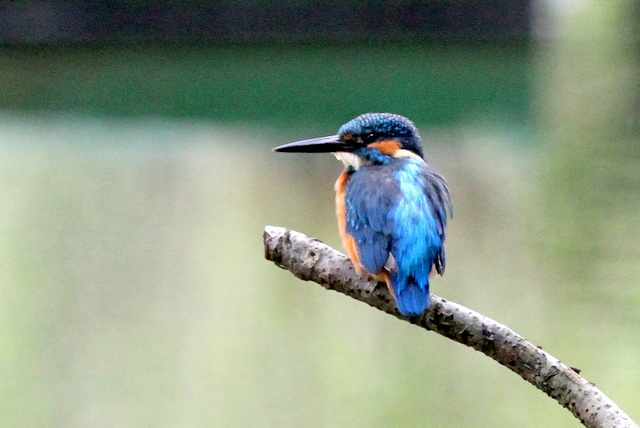 f:id:digibirds:20121025081318j:image