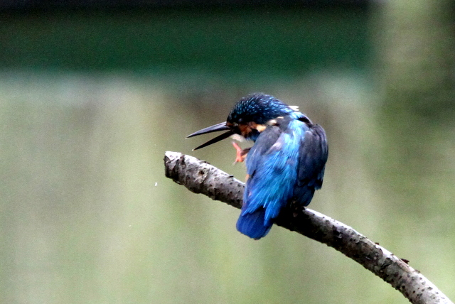 f:id:digibirds:20121025081319j:image