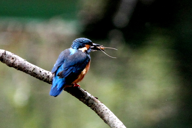 f:id:digibirds:20121025081320j:image