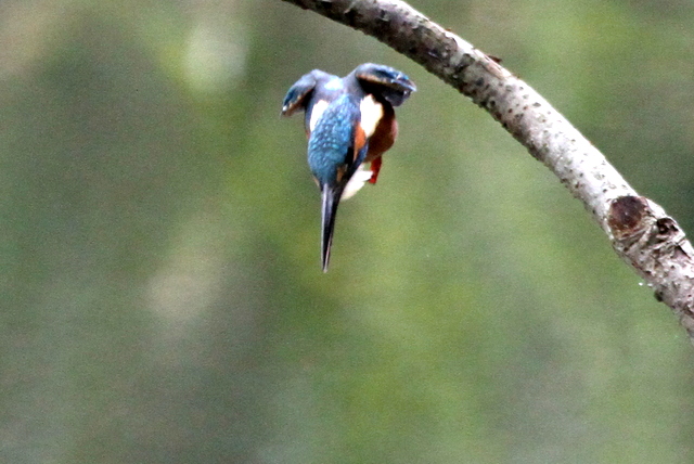 f:id:digibirds:20121025081323j:image