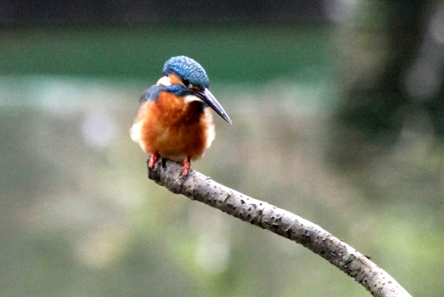 f:id:digibirds:20121025081324j:image