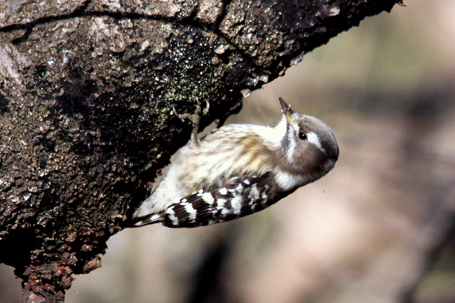 f:id:digibirds:20121030153359j:image