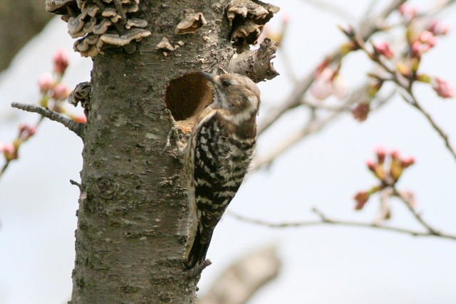 f:id:digibirds:20121030153400j:image