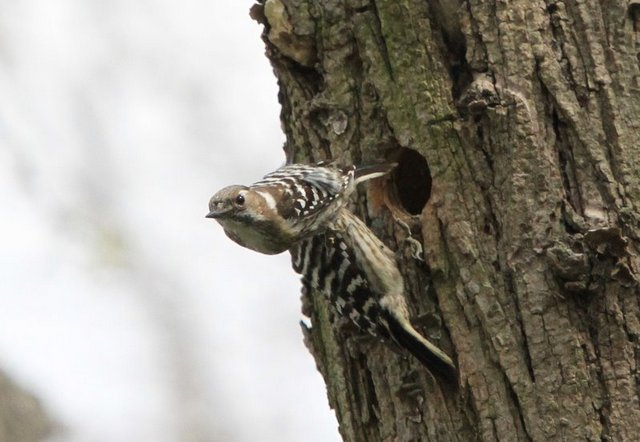 f:id:digibirds:20121030153401j:image