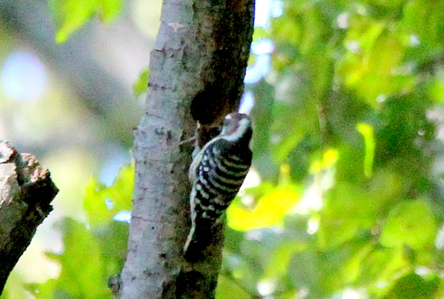 f:id:digibirds:20121030155634j:image