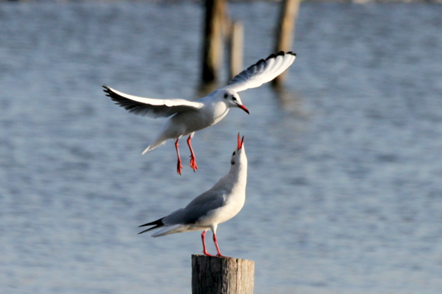 f:id:digibirds:20121103183004j:image