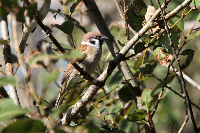 f:id:digibirds:20121109100436j:image