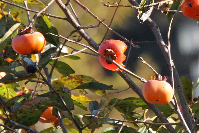 f:id:digibirds:20121109100439j:image