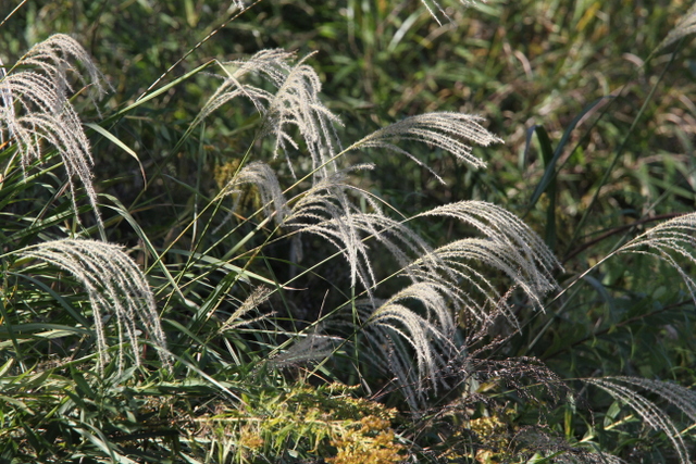 f:id:digibirds:20121109100440j:image