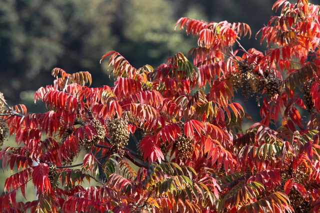 f:id:digibirds:20121109100441j:image